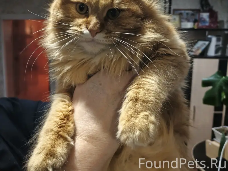 Пропал кот Томас, район старой церкви