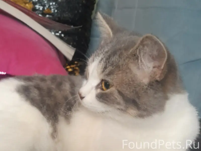 Пропала кошка Мадам, Московский район