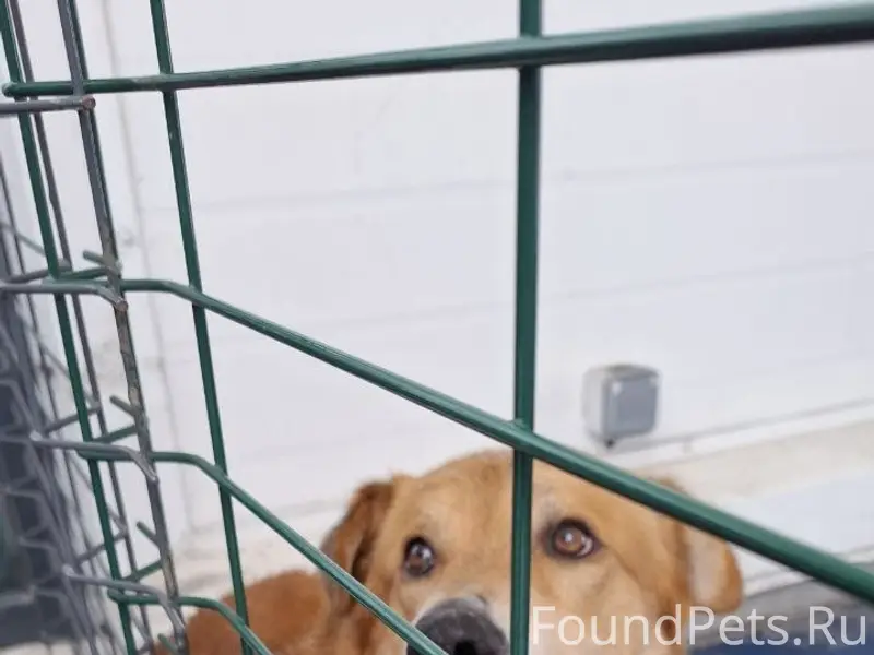 Найден пёс, метро большевиков