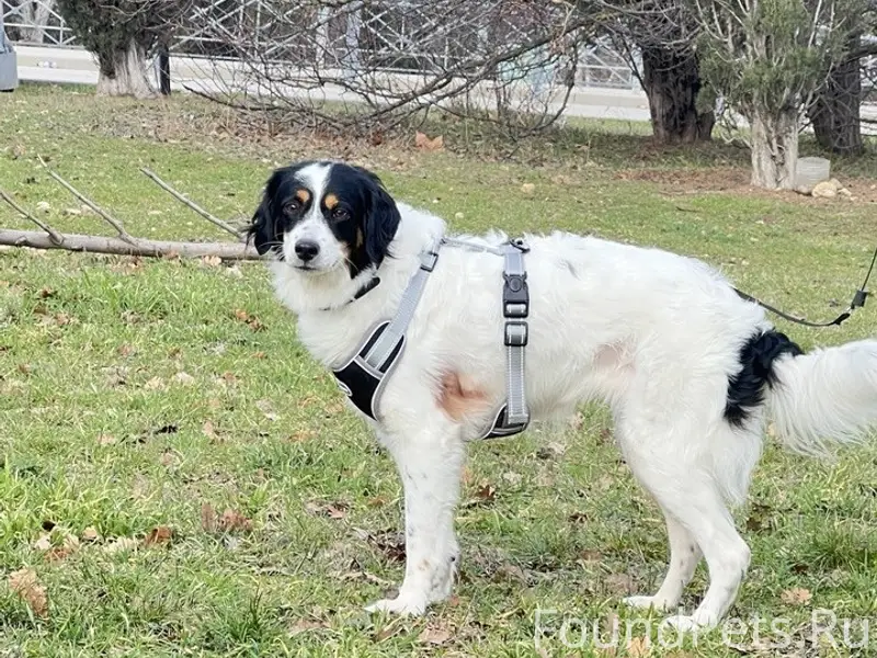 Найденна собака, найдена между проспектом Победы и Горпищенко