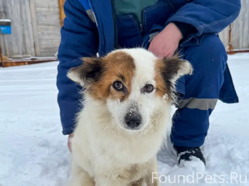 Найден щенок, район Парфеево