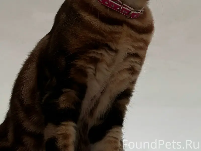 Пропала бенгальская кошка Шанель, Ялта