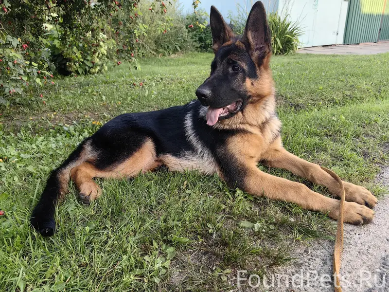 Пропала Немецкая овчарка Урма, посёлок Добрятино