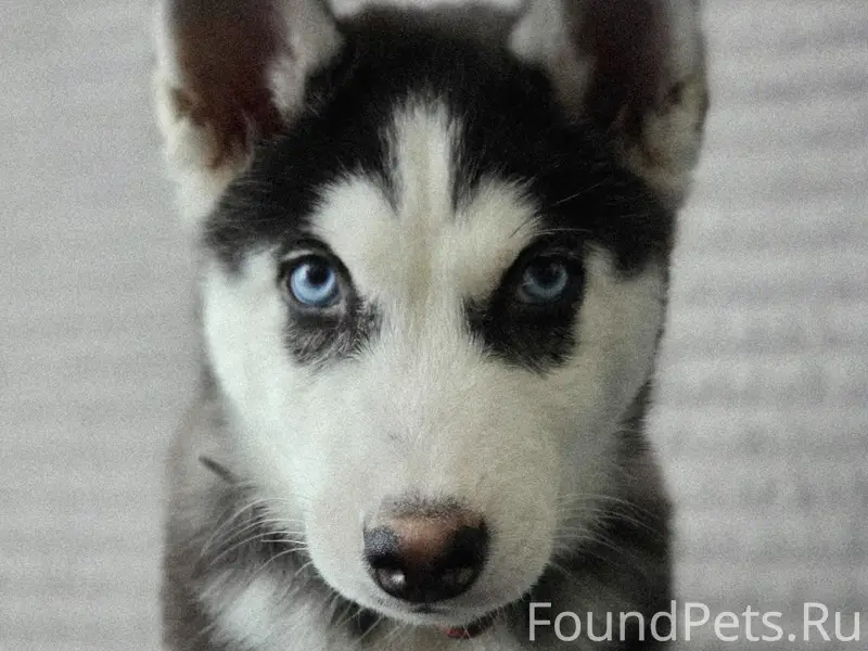 Пропала хаски Майя, 5 мкр.