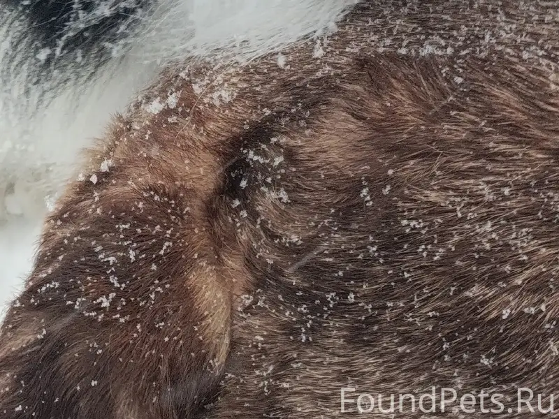 Пропала собака, находится на площади Геологов 3