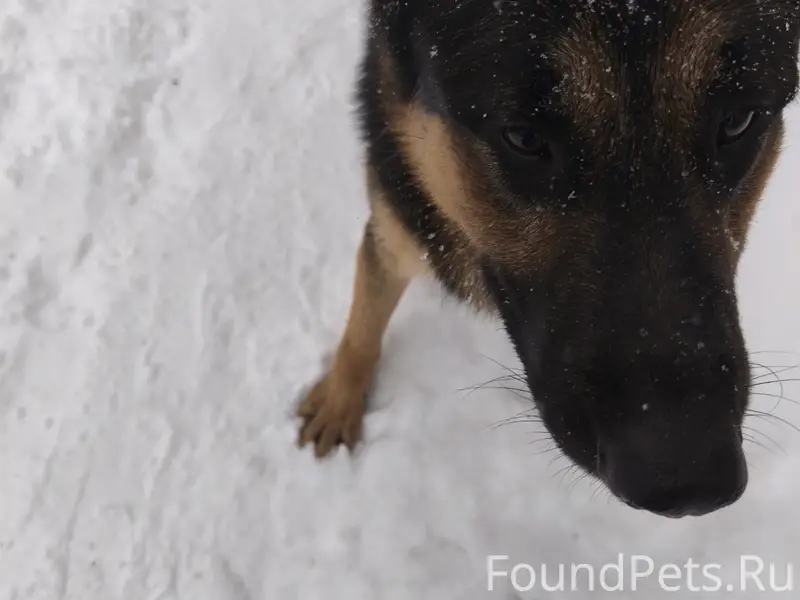 Найден кобелёк-овчарка, сквер, бульварная, улица Щепкина