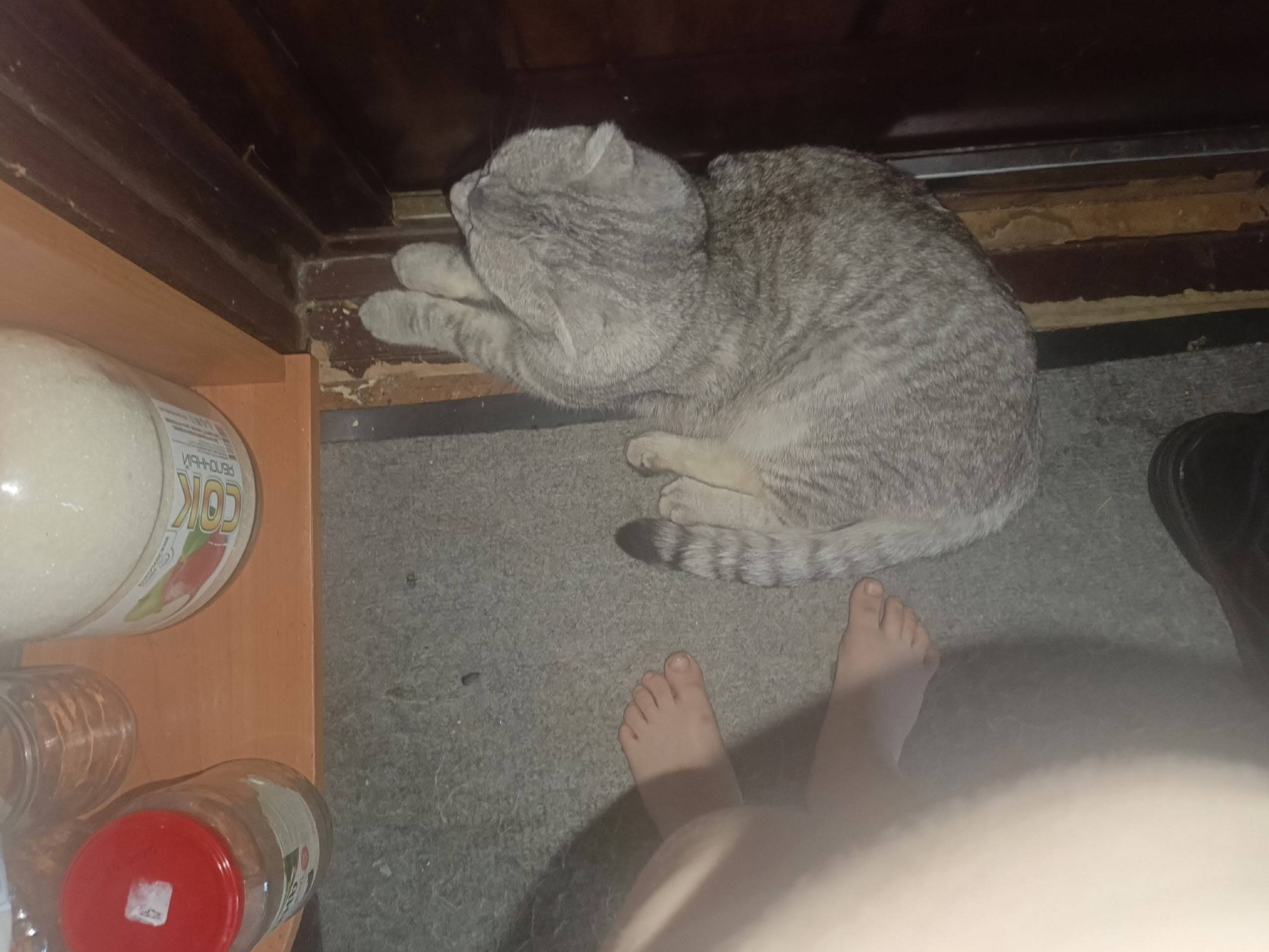 Пропал кот Дымок, пос. Дубовое