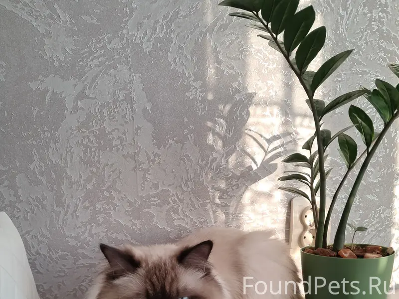 Найден кот/кошка, улица Суздальская