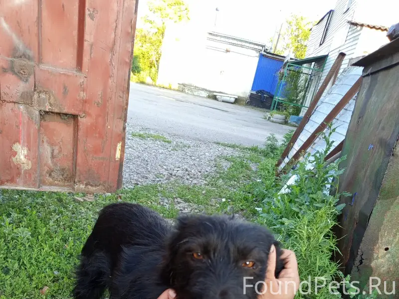 Пропал пёс Тобик, контактный и болтливый