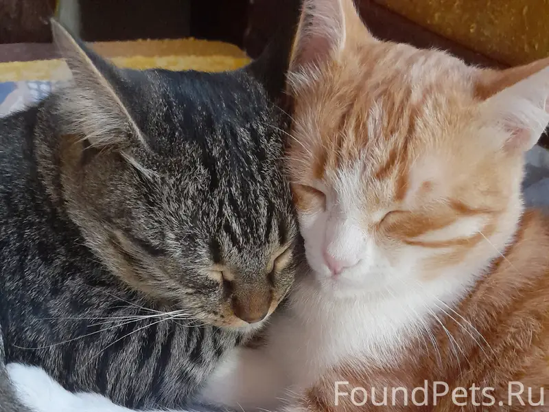 Пропал кот, район улиц Чайковского и Айвазовского