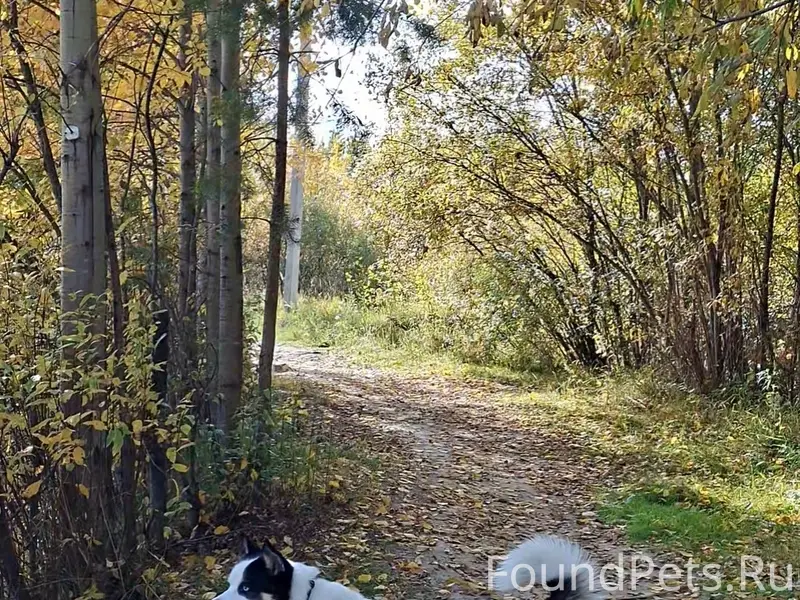 Пропал пёс Арчи, район пересечения улиц Гастелло и Титова