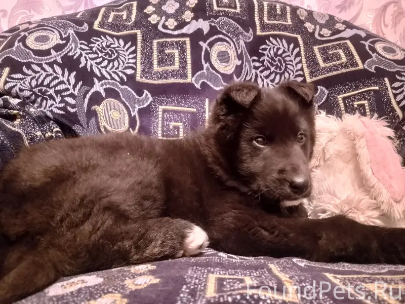 Найден щенок, Верхнее Калино