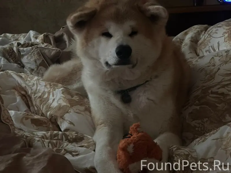 Пропал пёс Юдай, улица 1-я заводская