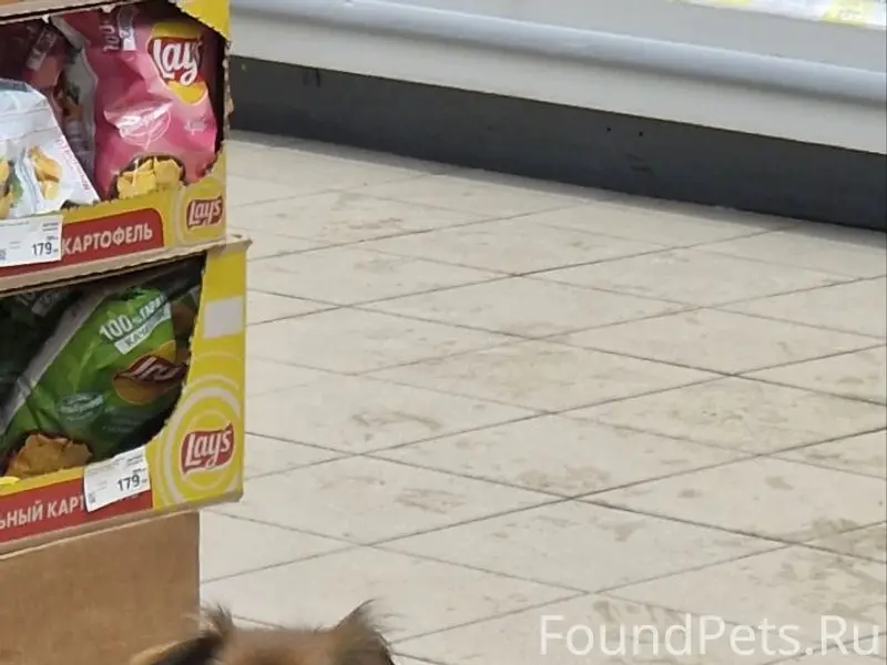 Найден метис, без клички, ул. Н.Отрады