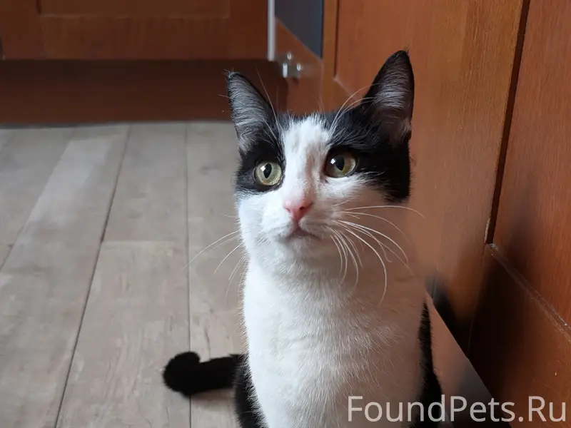 Найдена кошка, мкр Караваиха