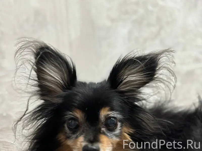 Пропал той-терьер Макс, Рыбинская 12