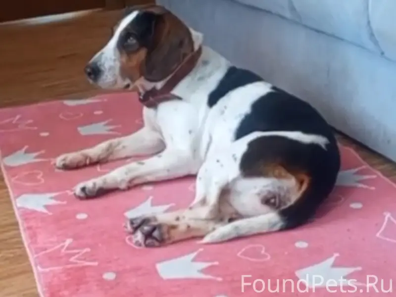 Найдена собака похожая на охотничью.