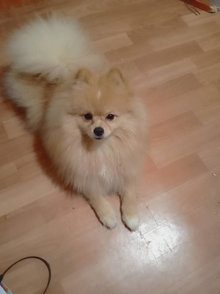 Пропала собака, Октябрьский район, Кострома