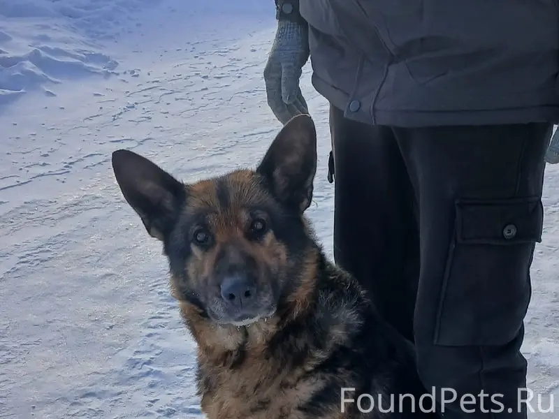 Найдена собака, р. П.Кормиловка