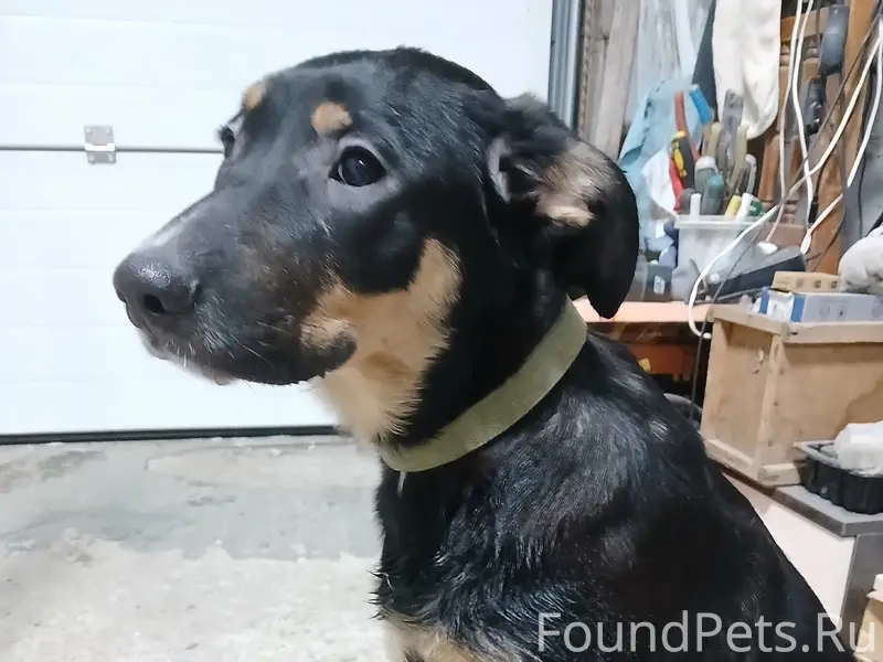 Найден щенок, трасса по ул. Железнодорожная