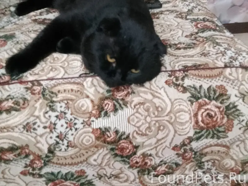 Пропал кот Маркиз, СДТ Пищевик или СДТ Автомобилист