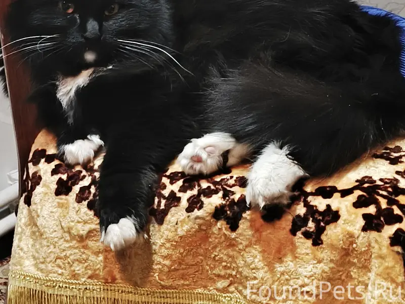 Пропала чёрная пушистая кошка, сгоревший дом