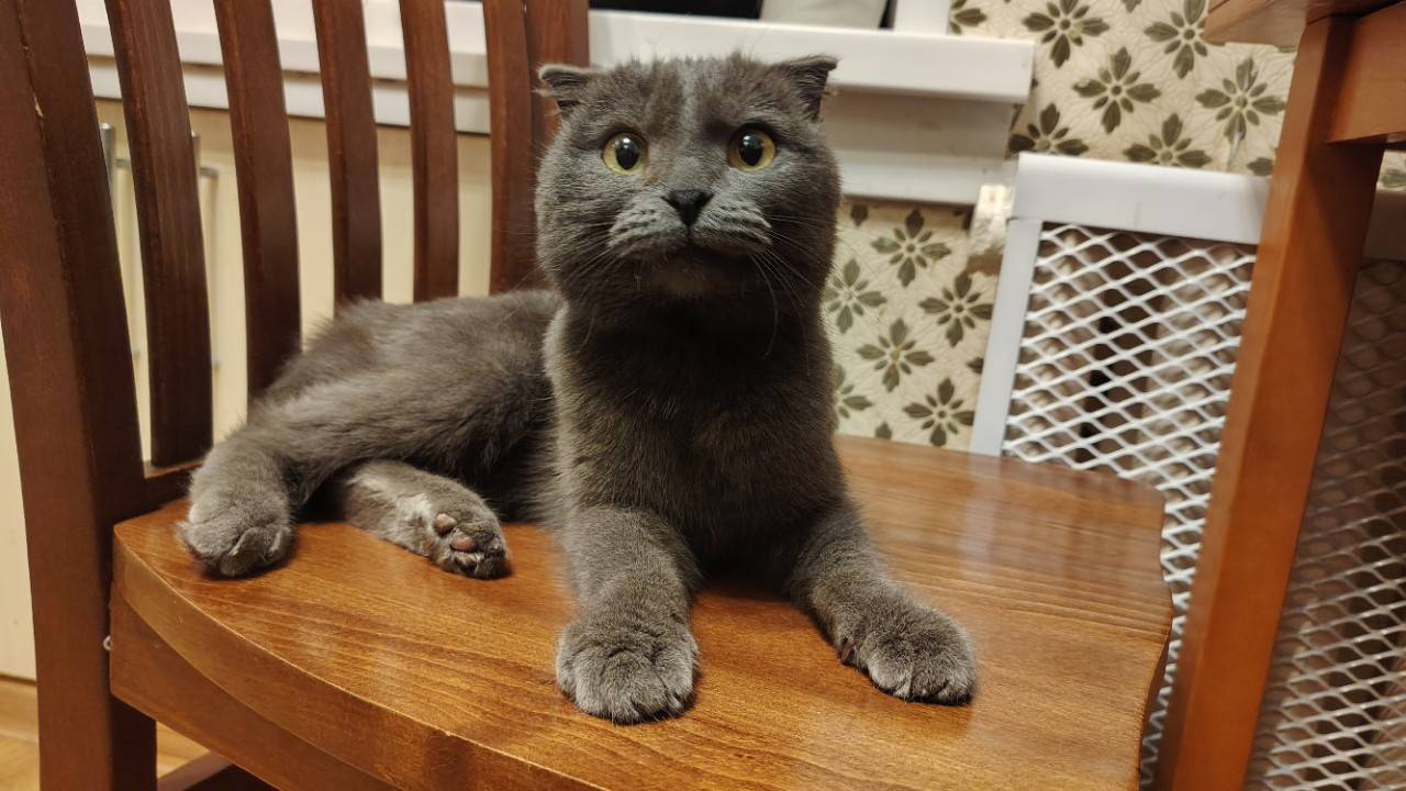 Найдена вислоухая кошка, ул. Разъездная