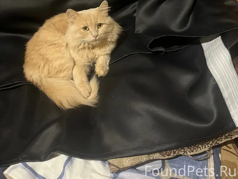 Пропал кот Борис, район пятой