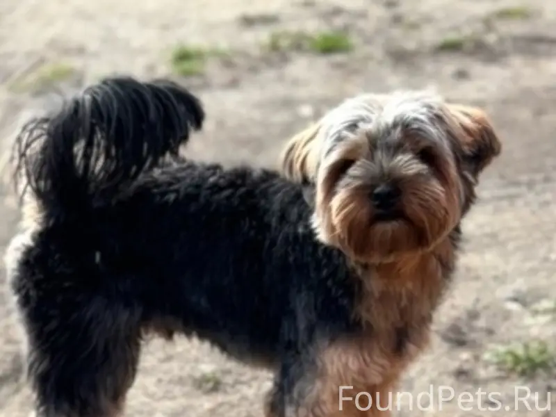 Пропал терьер Ричи