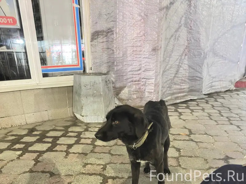 Найден щенок с ошейником, Симферополь