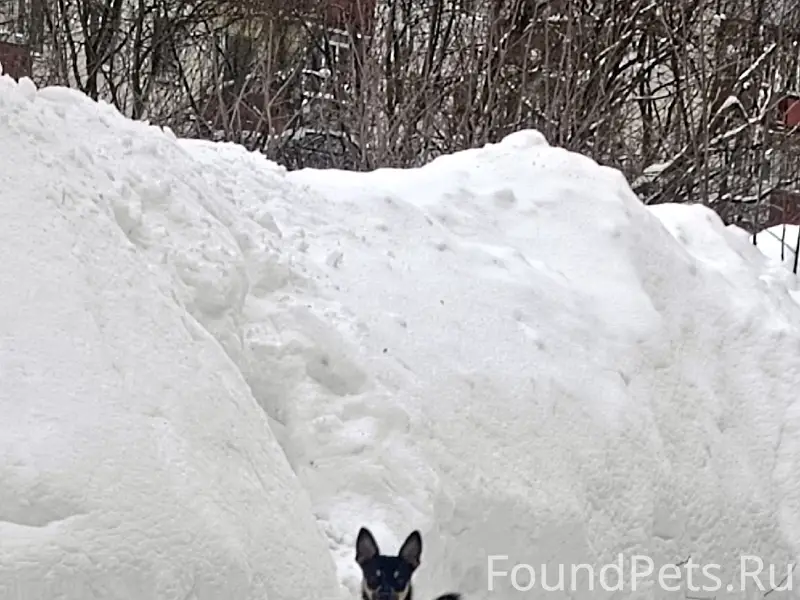 Найден пёс, улица Чернышевского
