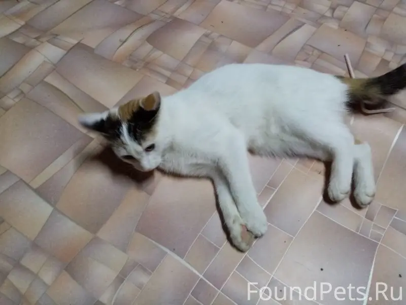 Пропала кошка,