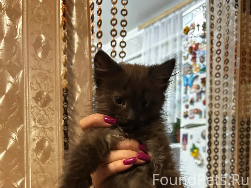 Пропал котёнок, улица Бударагина