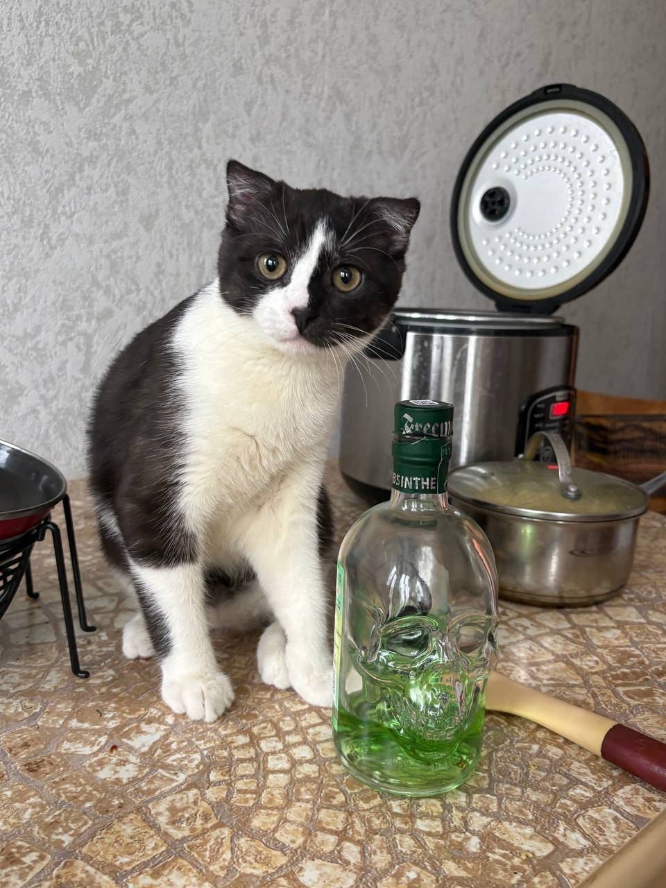 Пропал кот, проспект Вечаслава Клыкова