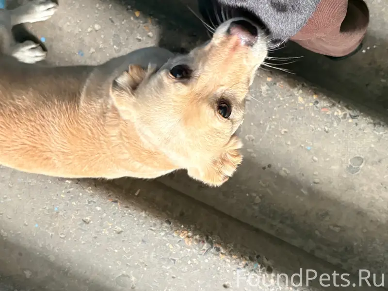 Найден тип собака, ул. Лазарева
