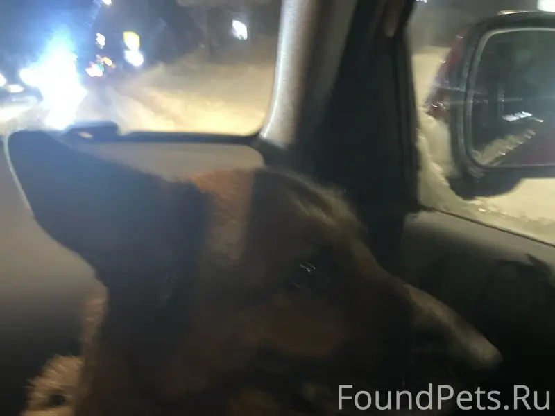 Найдена собака Герда, Зеленодольск
