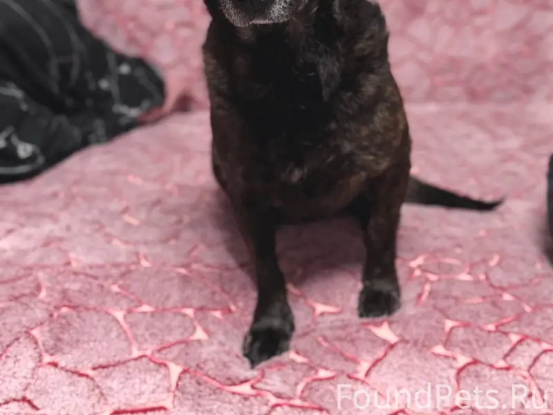 Пропала собака Ириска, город Ишимбай