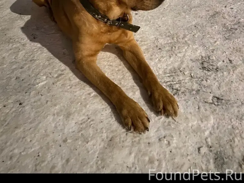 Найден пёс темно рыжий, ул. Горная