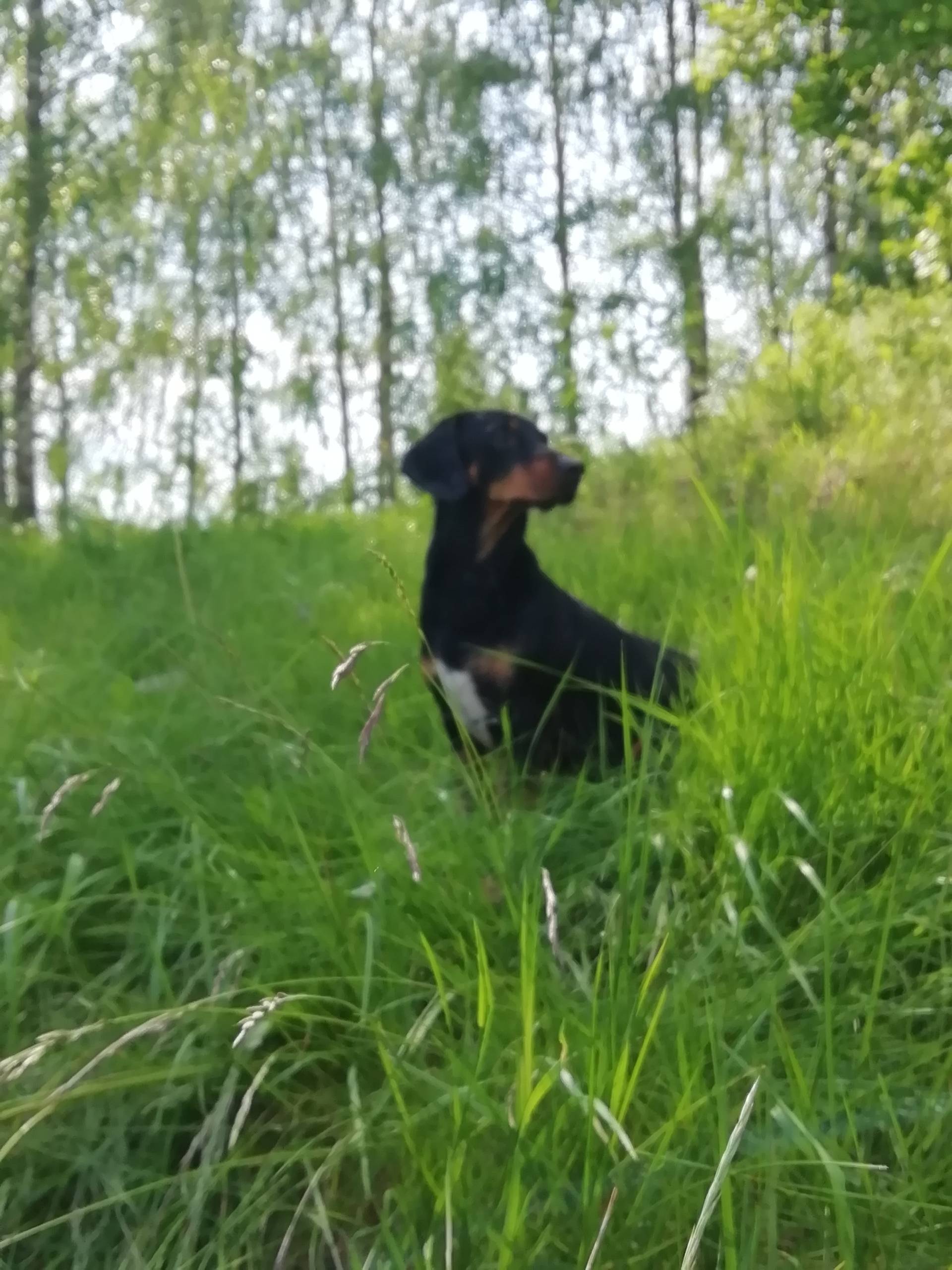 Пропал метис таксы ТимТимыч, ул. Пашкова