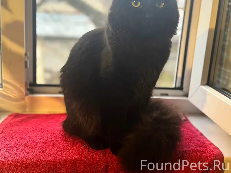 Пропал вислоухий кот Прайд, Заводской район