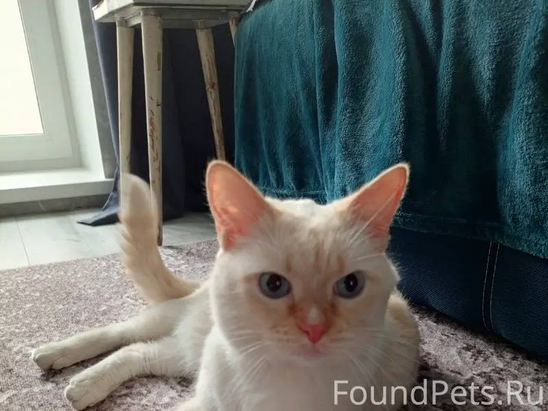 Найден кот, ищем хозяев