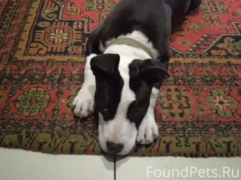 Потерялась, стаффорд, девочка. Черная с белым островками.