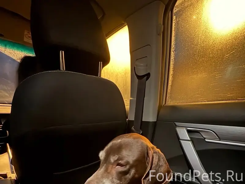 Найден кобель курцхаар, Павлово-Посадский тракт