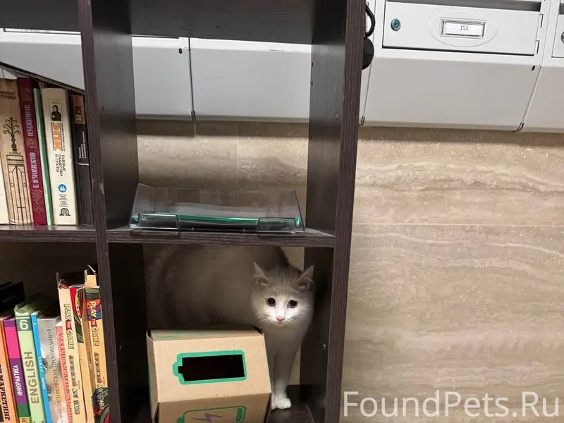 Найдена белая кошка с разными глазами, район гор парка