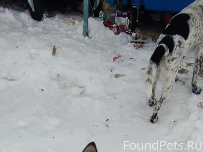 Пропала собака, посёлок Туголесский Бор