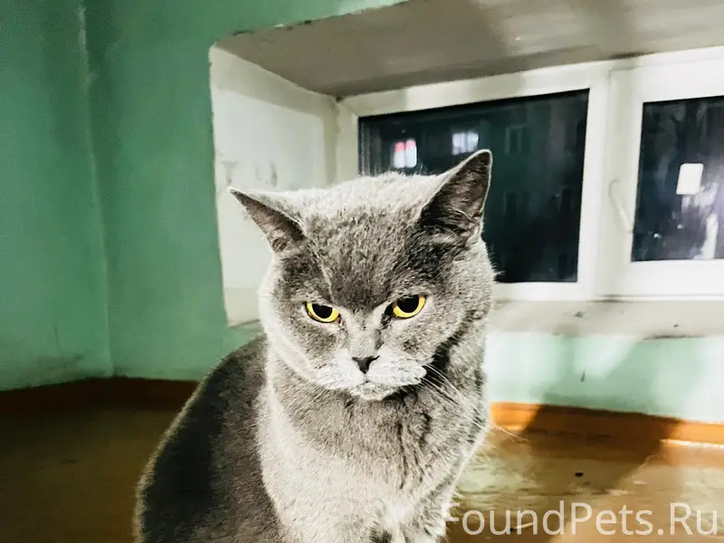 Здравствуйте, уже почти неделю живет в...