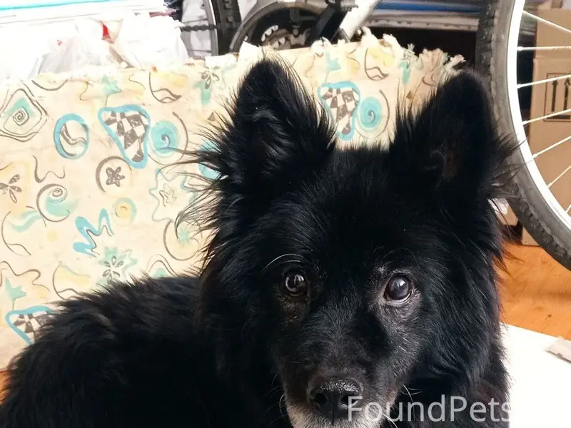 Найден пёс, район НЮР