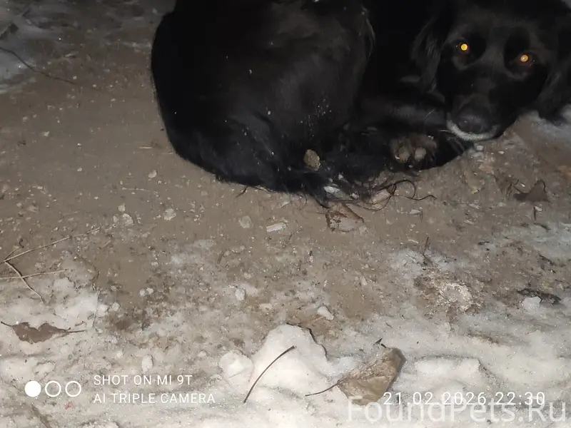 Найдена собака, район Трио