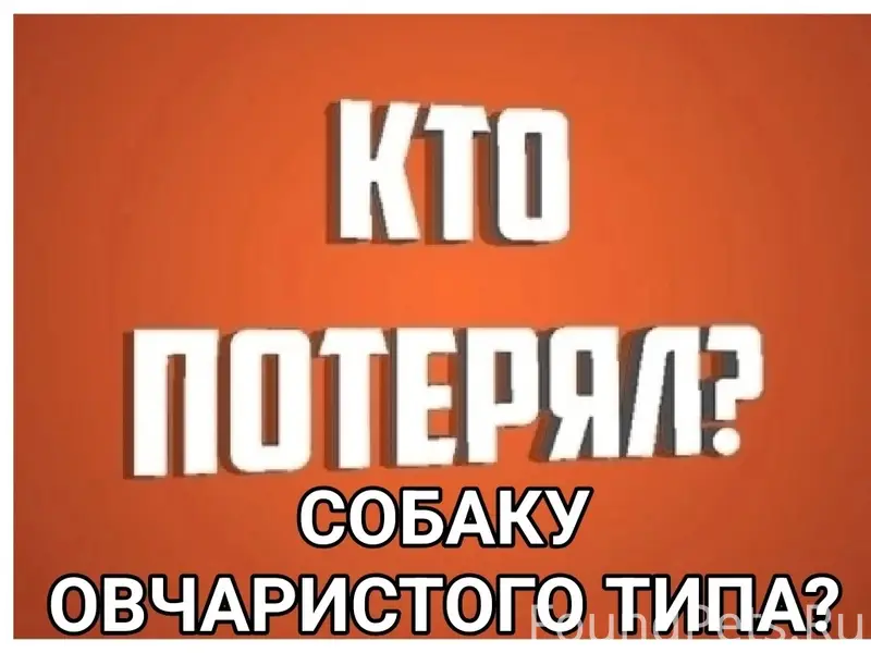 Найденна собака овчаристого типа, Мурманск