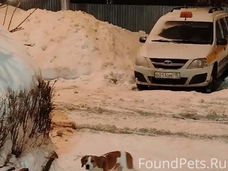 Найден пёс, Московское шоссе